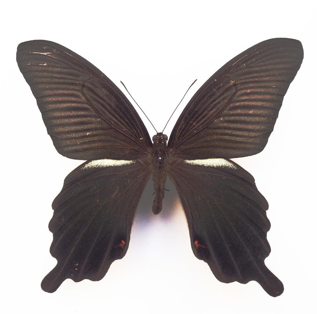 蝶標本｠静岡県産 クロアゲハ 1ペア - メルカリ