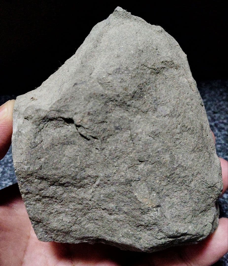 はにわ様専用☆ようばけ化石☆古秩父湾【1550万年前のホタテ0.8kg