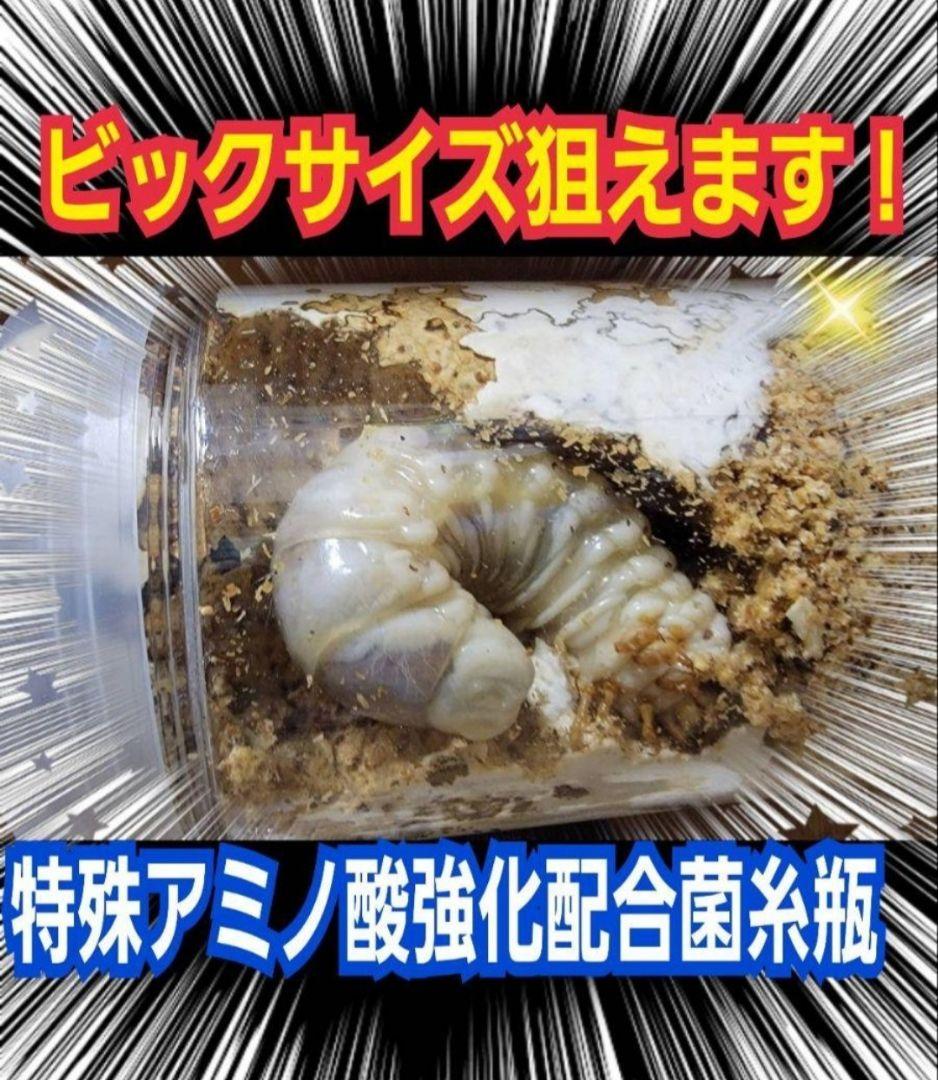 極上！ヒマラヤひらたけ菌糸瓶 特大1500ml【6本】国産オオクワ85ミリ実績！