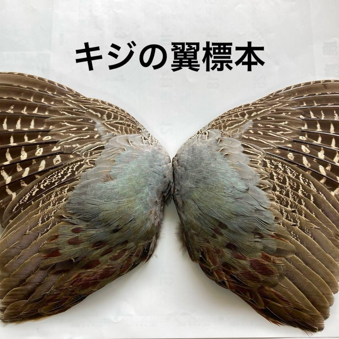 キジの翼標本 鳥の羽根 - メルカリ