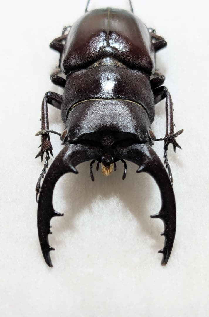 石垣島産 ヤエヤマノコギリ ♂52mm ♀32mm WF4 石垣 ヤエヤマノコギリ