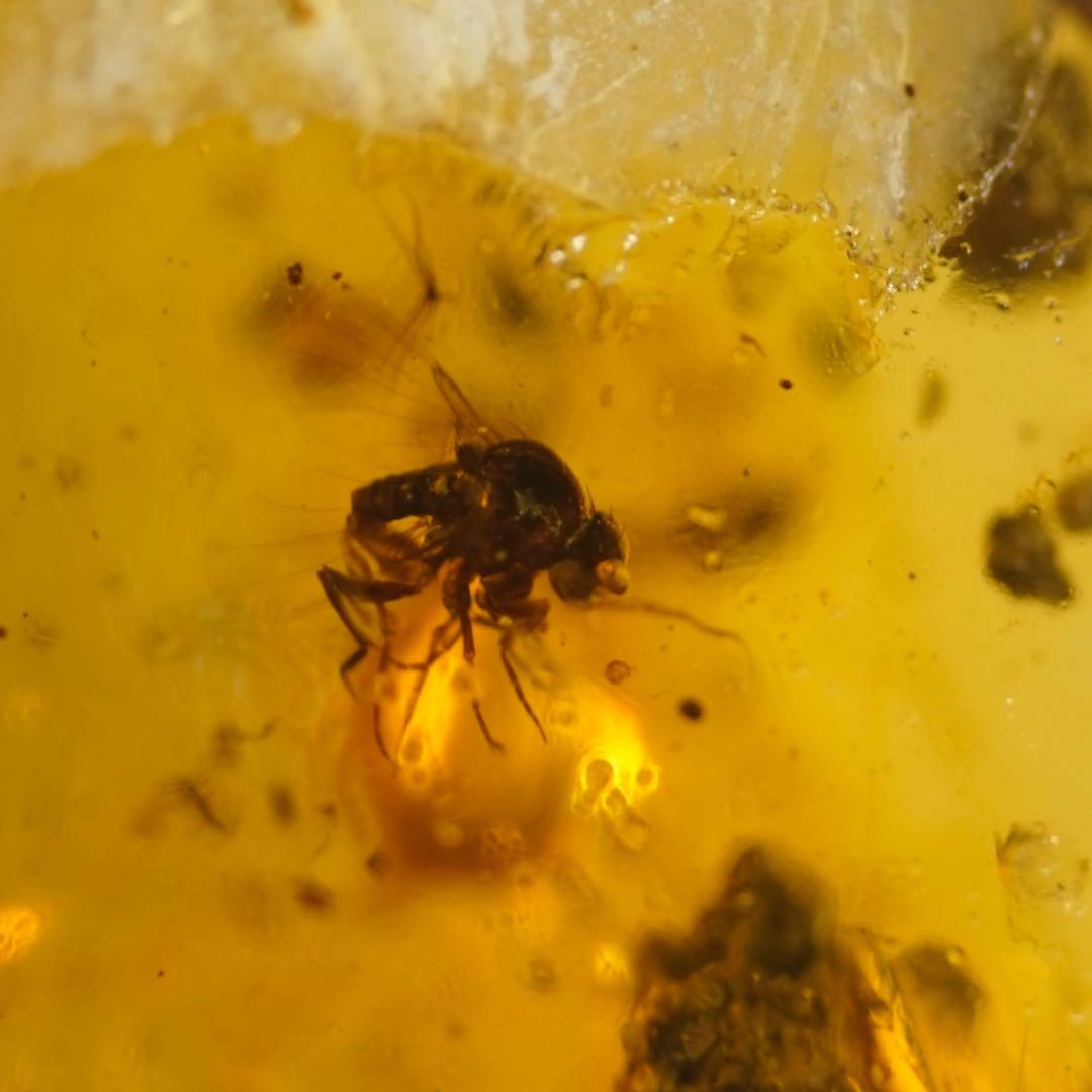 レア極上品TT0033花虫入り琥珀化石ミャンマーカムティかタナイ産9900万年前