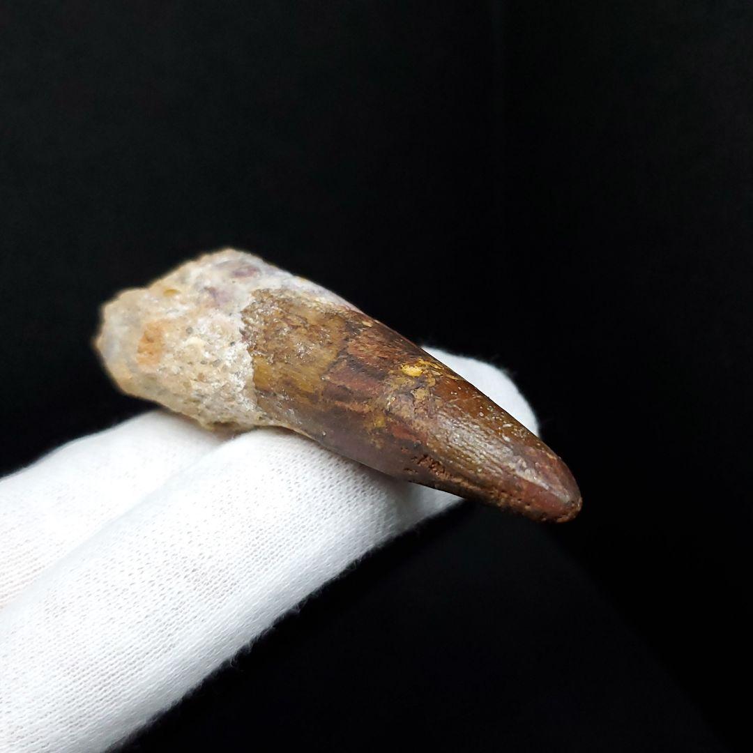 スピノサウルス 本物 モロッコ産 62.70mm sp450