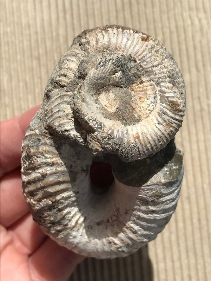 マダガスカル産 アンモナイト化石（ノストセラス）母岩なし 稀少