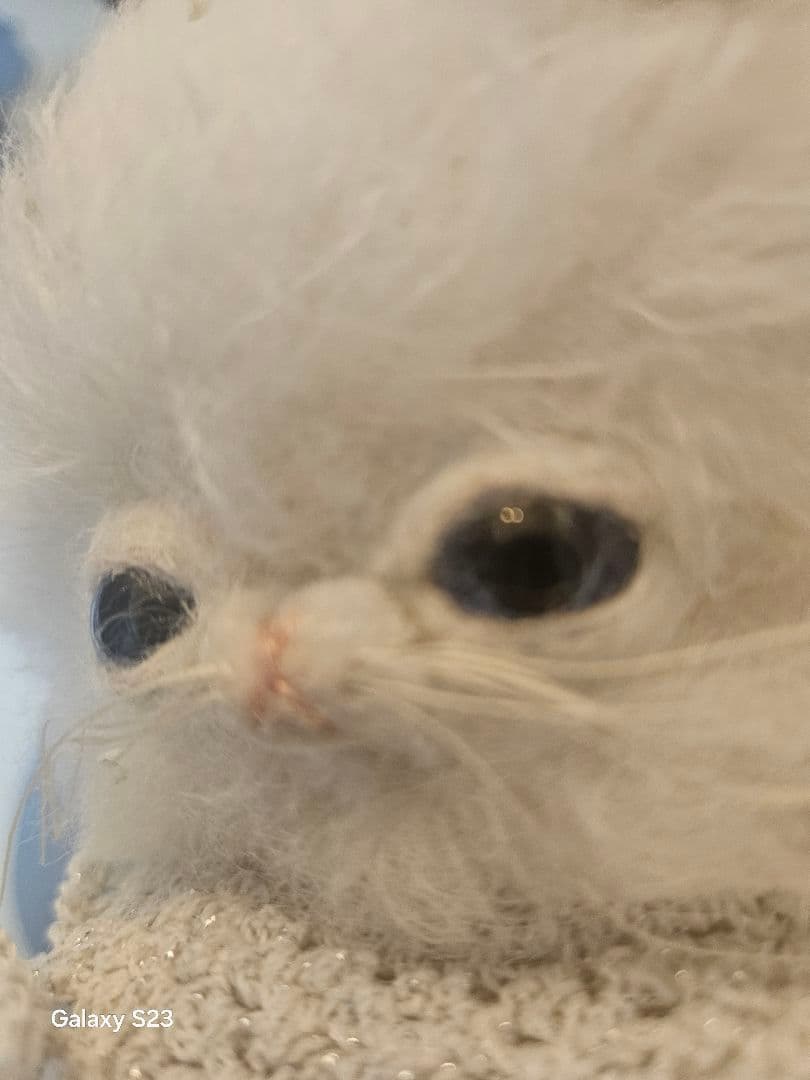 Kamo モヘア おねむな猫 ホワイト Solan Quarzo