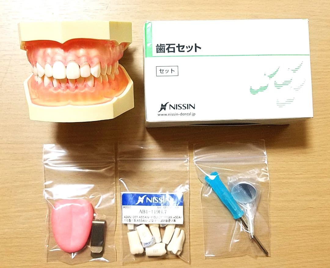NISSIN DENTAL MODEL 顎模型 歯石セット セット売り