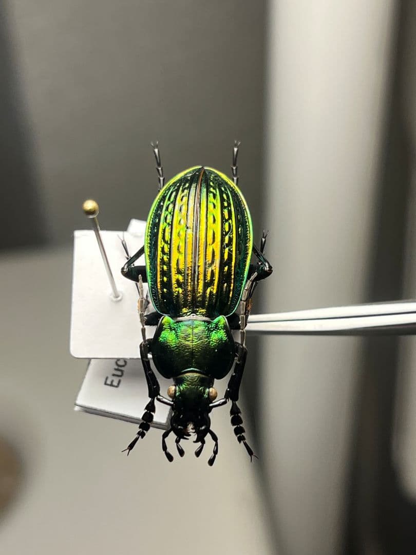 32mm】Eucarabus ulrichi オサムシ カブリモドキ標本 - メルカリ
