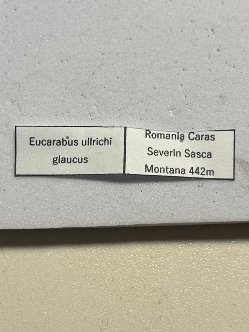 32mm】Eucarabus ulrichi オサムシ カブリモドキ標本 - メルカリ