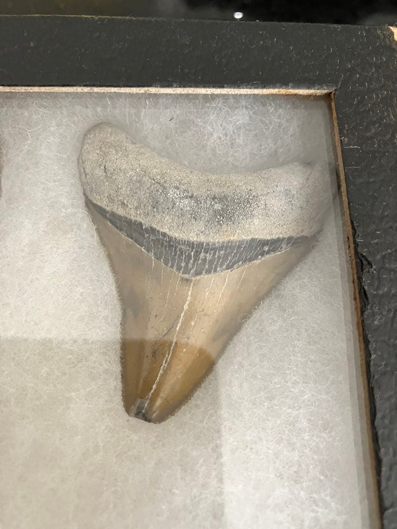 サメの歯 化石 4点ケース付き