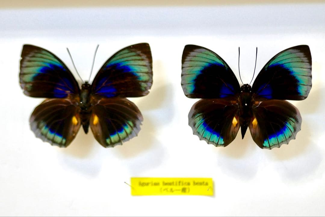 蝶標本 プレポナ アグリアス/アカルリオビタテハ/アミドンミイロタテハ