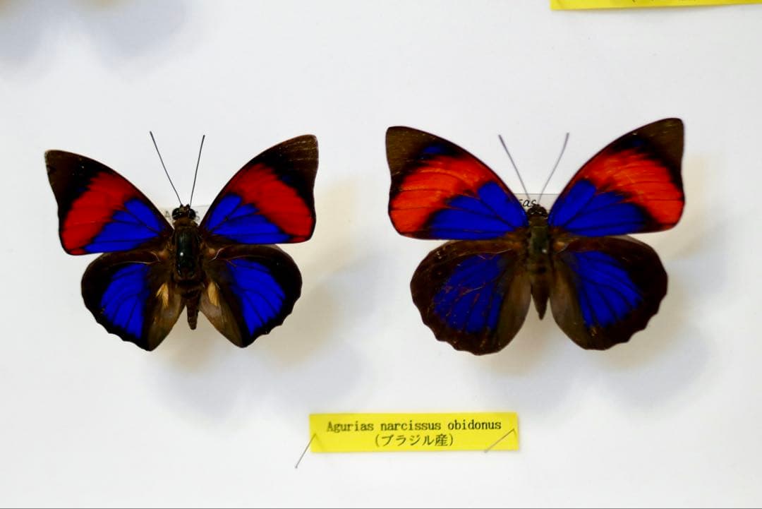 蝶標本 プレポナ アグリアス/アカルリオビタテハ/アミドンミイロタテハ