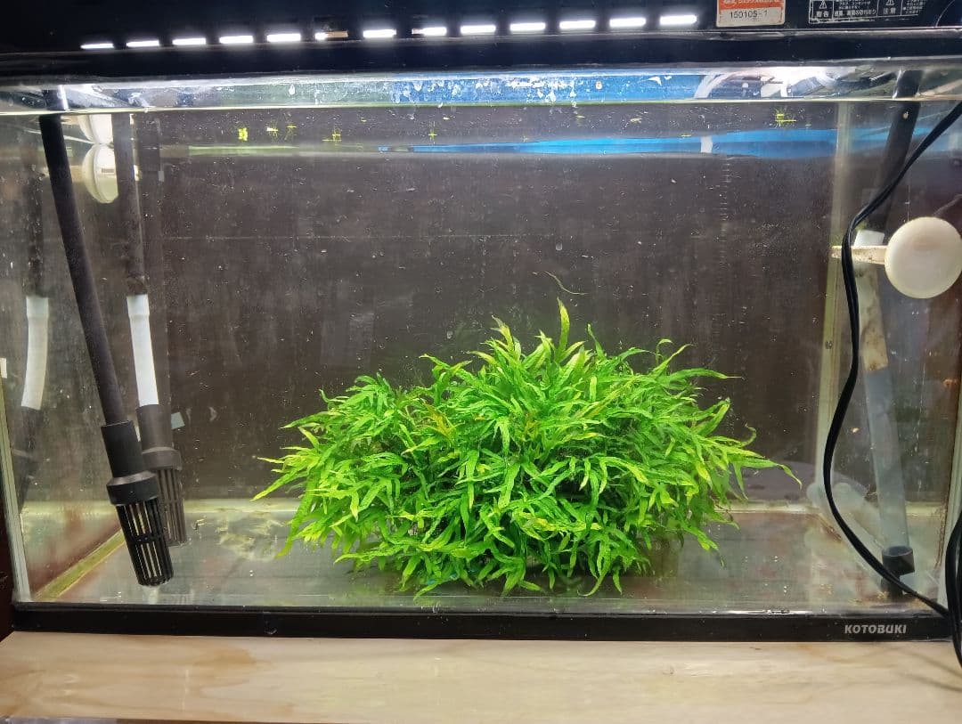 KEISUKEさま専用 サラワクカピット ナナミニ 2点セット