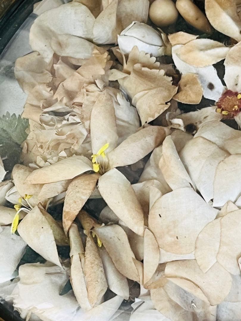 アンティークフランスナポレオンIII グローブドマリエ湾曲ガラス