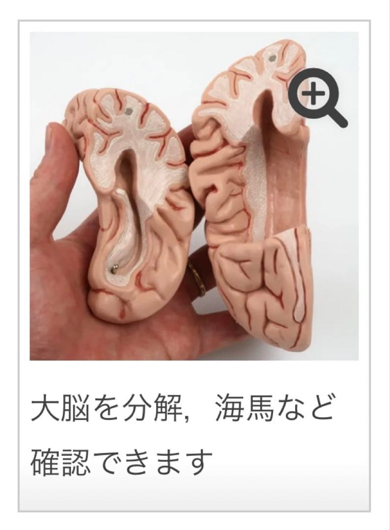 脳模型 5分解モデル 3B Smart Anatomy 実物大　新品未使用