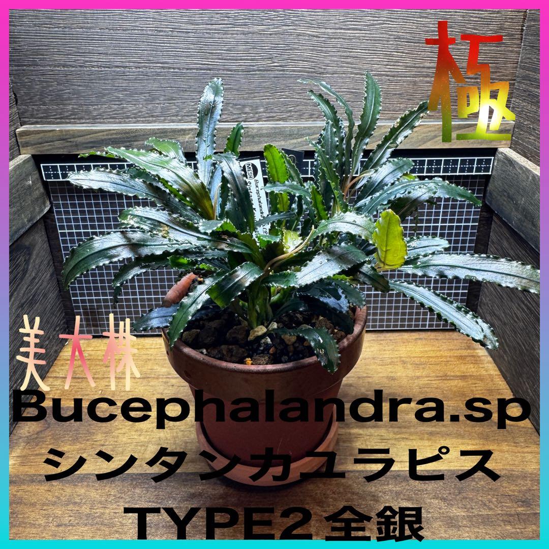 ブセファランドラsp.シンタン カユラピス TYPE2全銀 水上株1ポット［0］