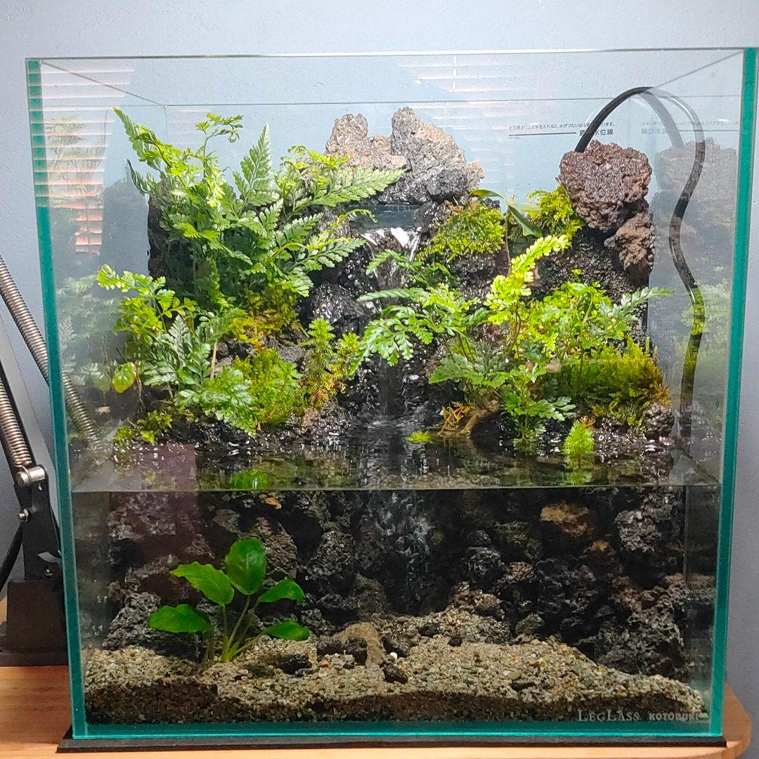 Azuchi様専用:レイアウト済アクアテラリウム】中央に滝が流れる30cm