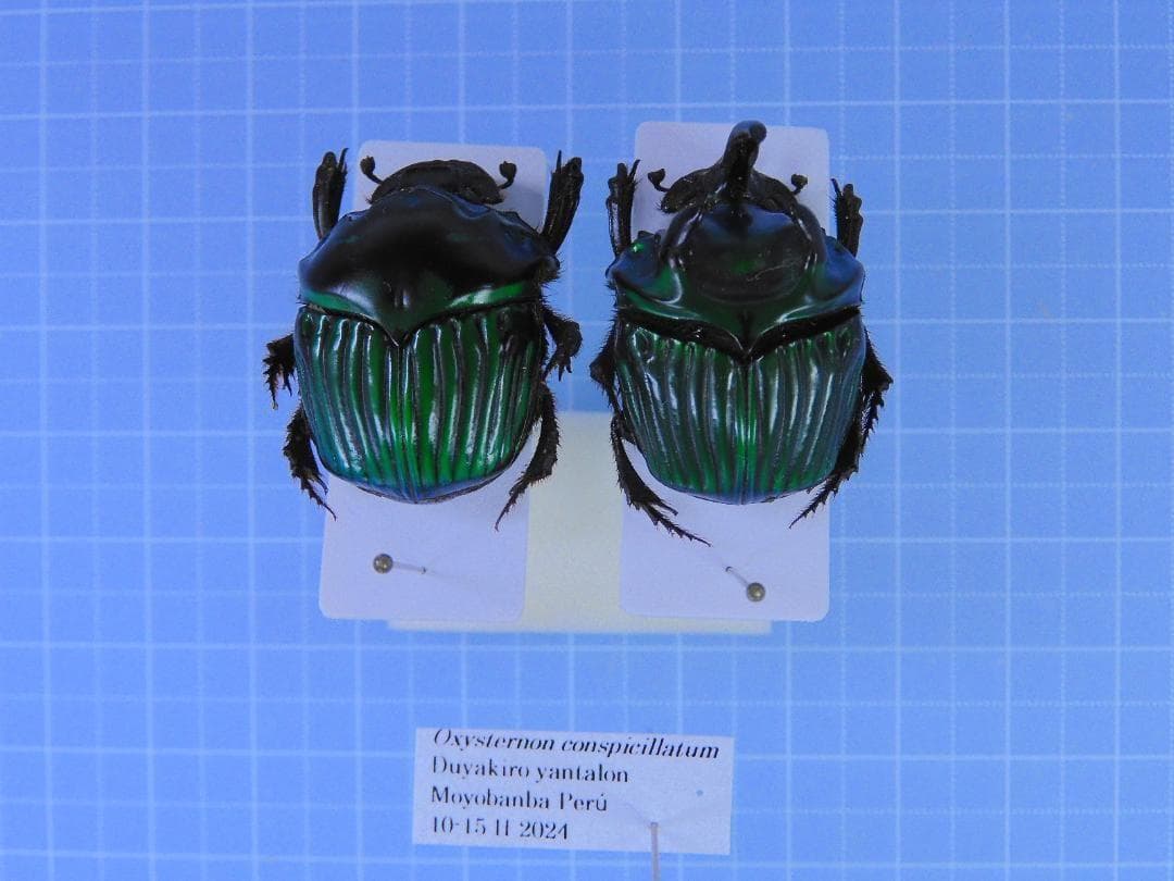 超特大 ミドリニジダイコクコガネ 27mm 25mm - メルカリ