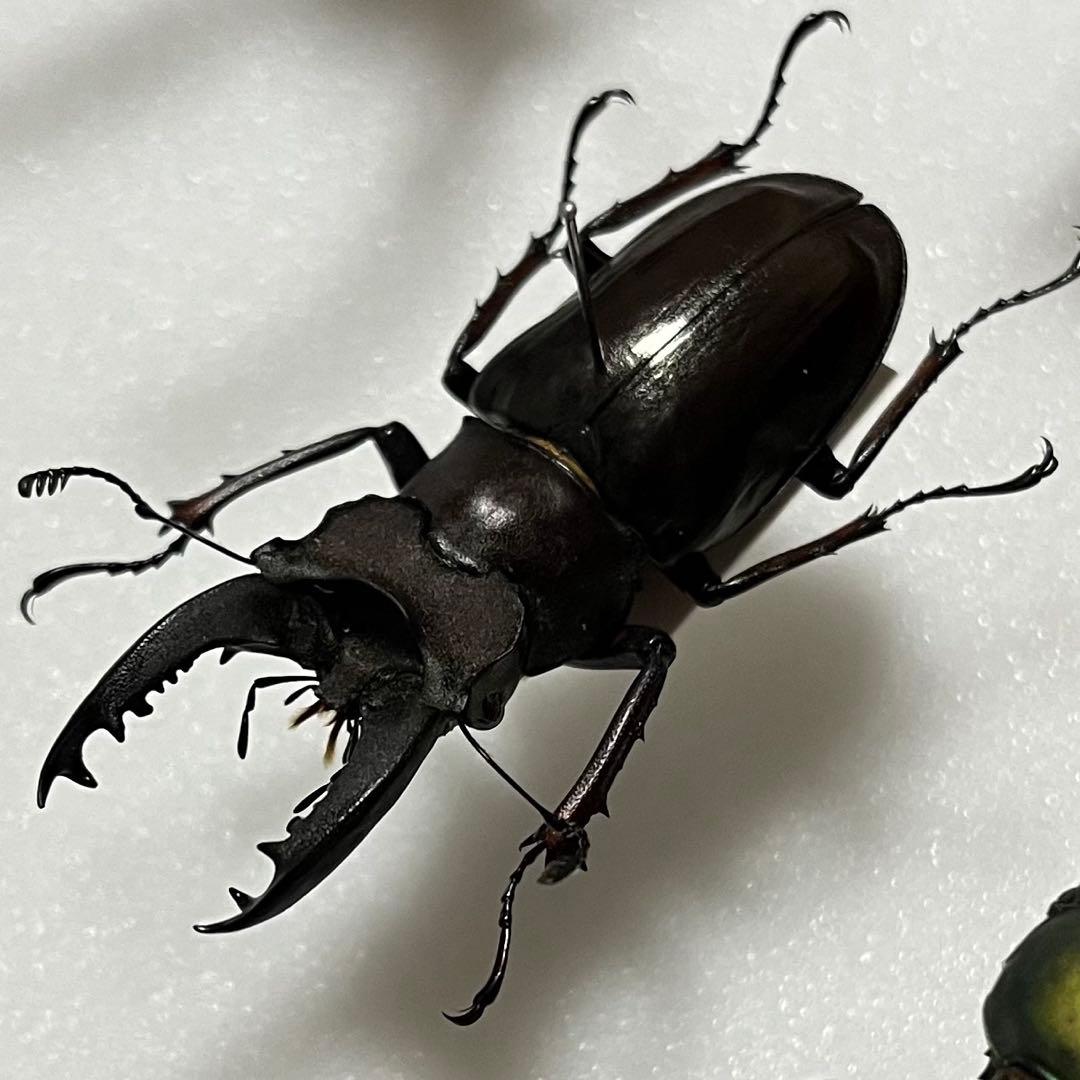 大型個体！】 アマミミヤマクワガタ 標本