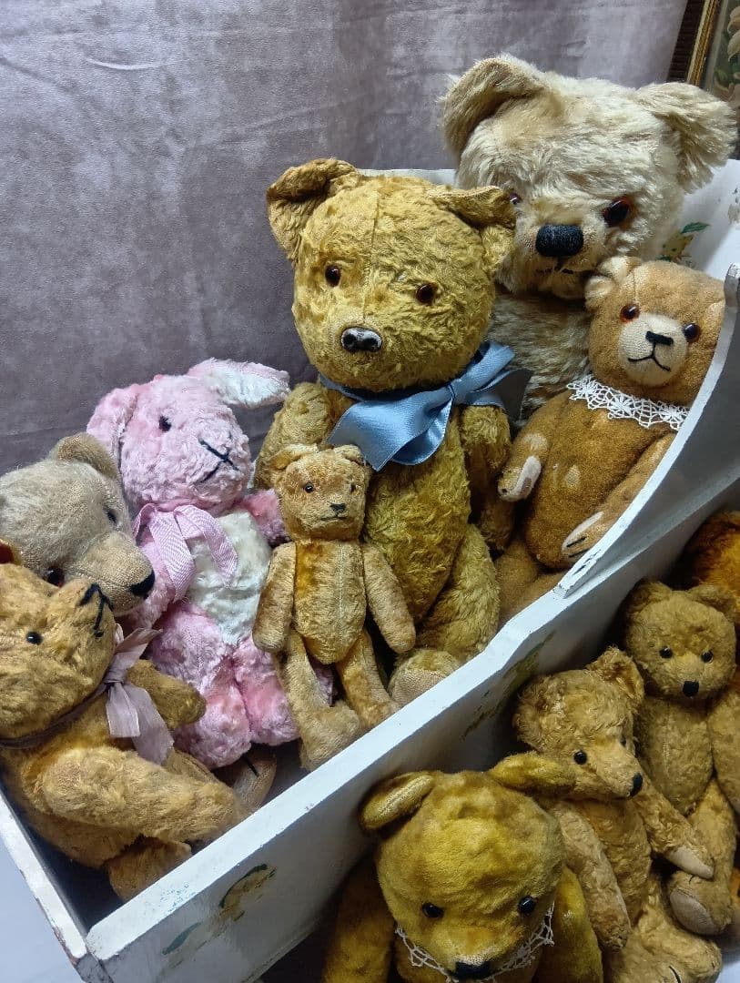 チコちゃん様専用♥イギリスからやって来たクリクリお目目の