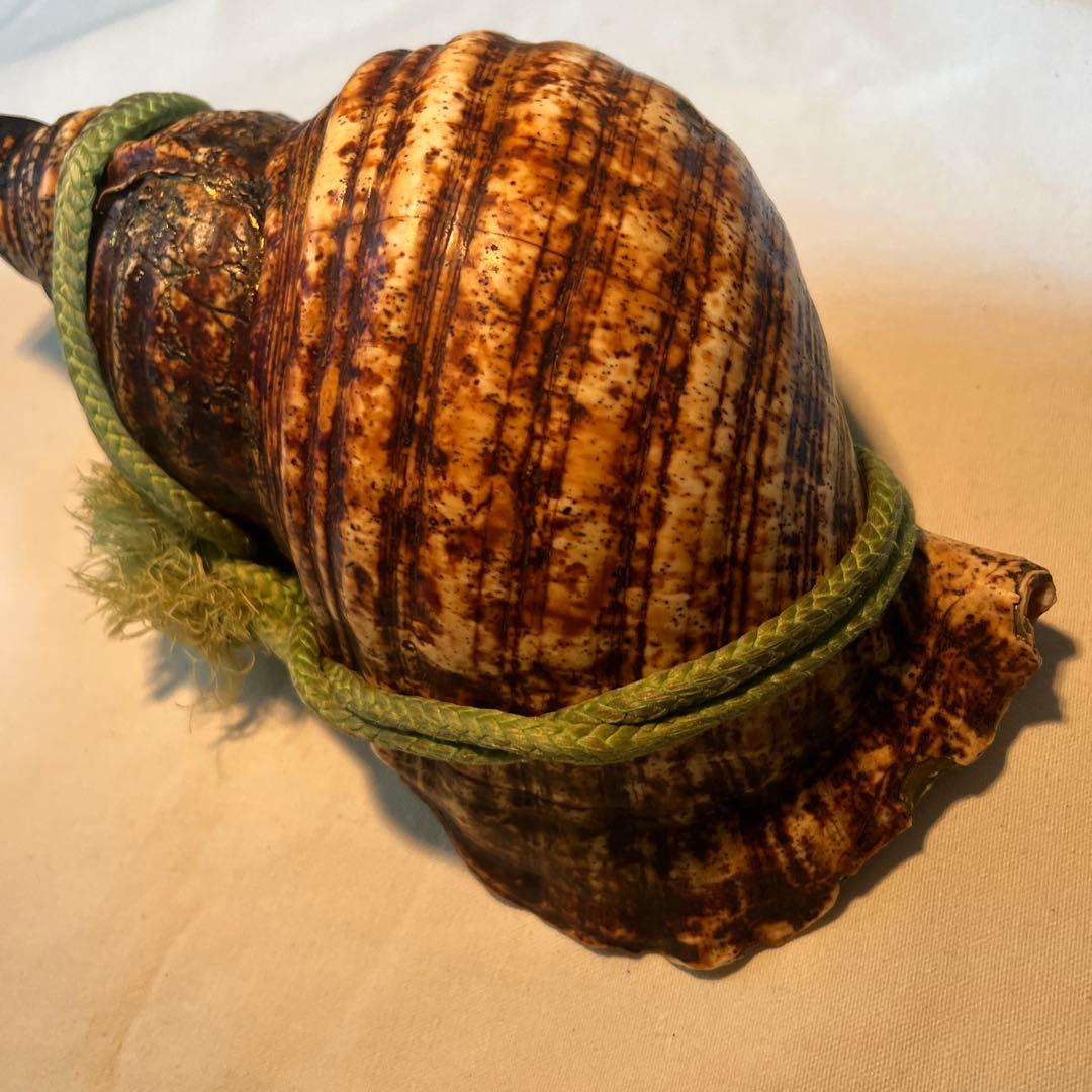 法螺貝 自然な巻貝装飾品 約34cm