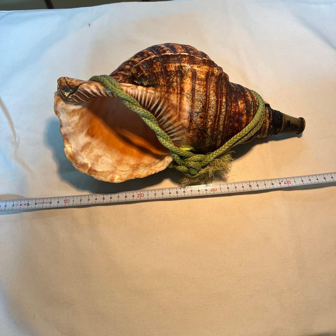 法螺貝 自然な巻貝装飾品 約34cm