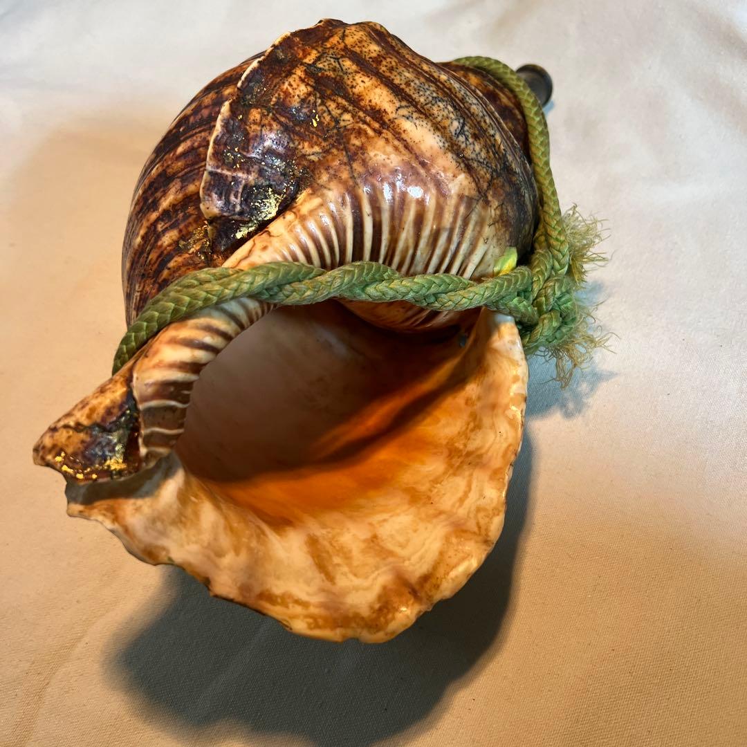 法螺貝 自然な巻貝装飾品 約34cm