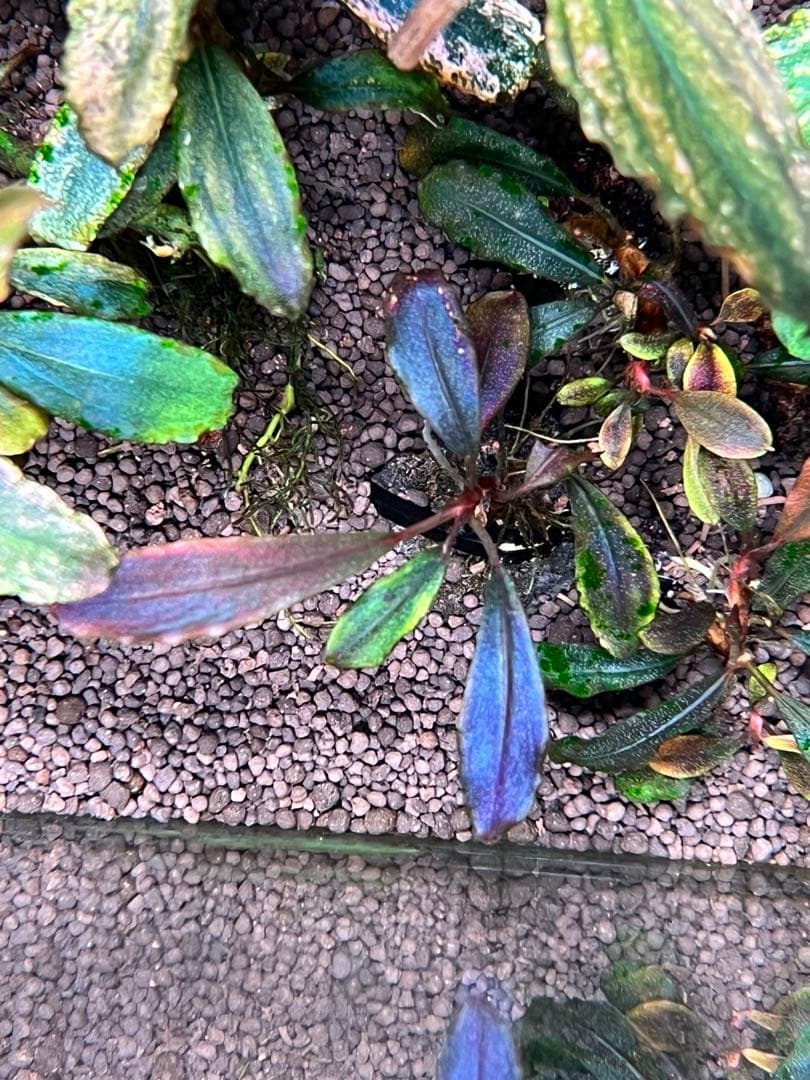 ブセファランド ラ sp.ブラウニーゴーストカリマンタン