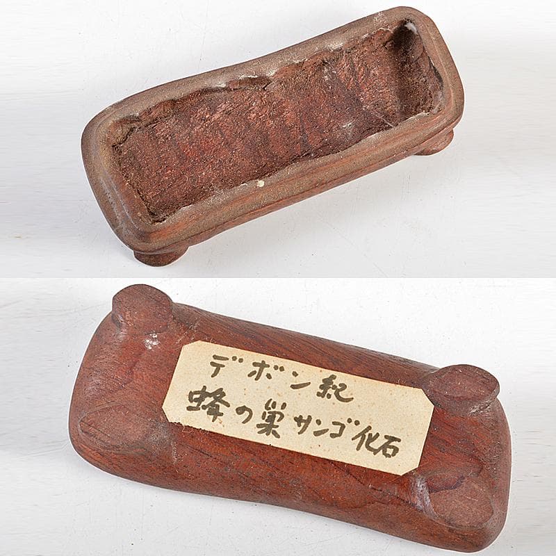 鑑賞石天然石ハチノスサンゴ化石デボン紀唐木台付CR5967