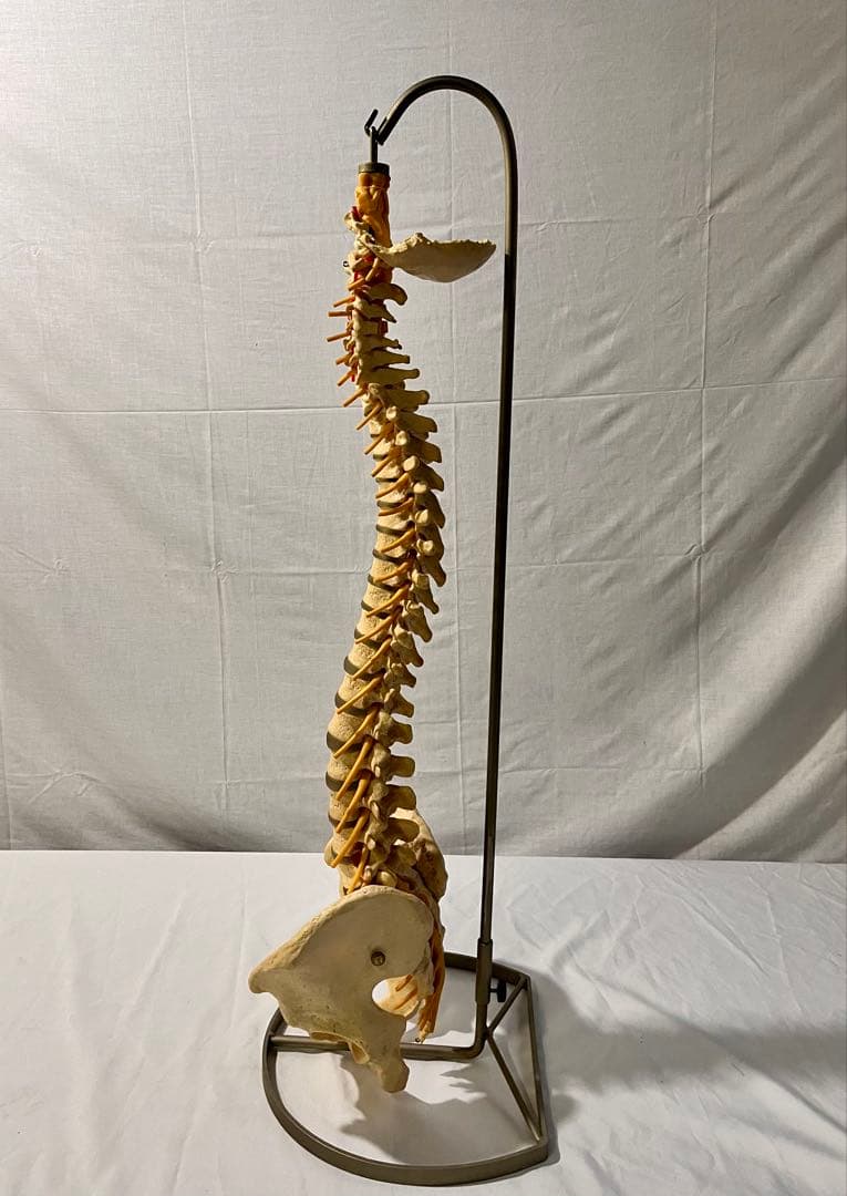 ① SOMSO ソムソ ドイツ製 脊髄 脊柱 骨格模型 モデル