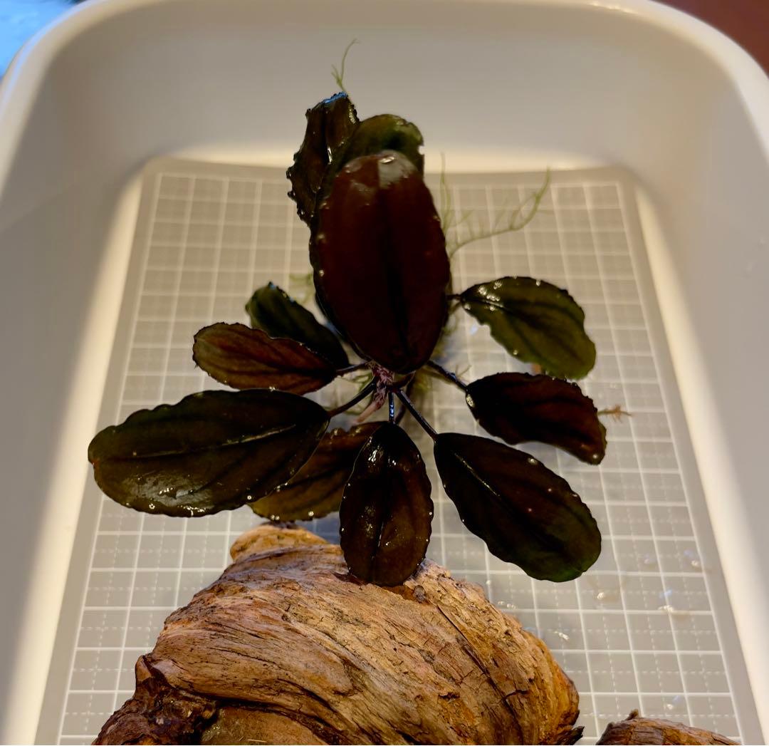 ブセファランドラsp.Blackghost 大株【完全水中葉】 - メルカリ