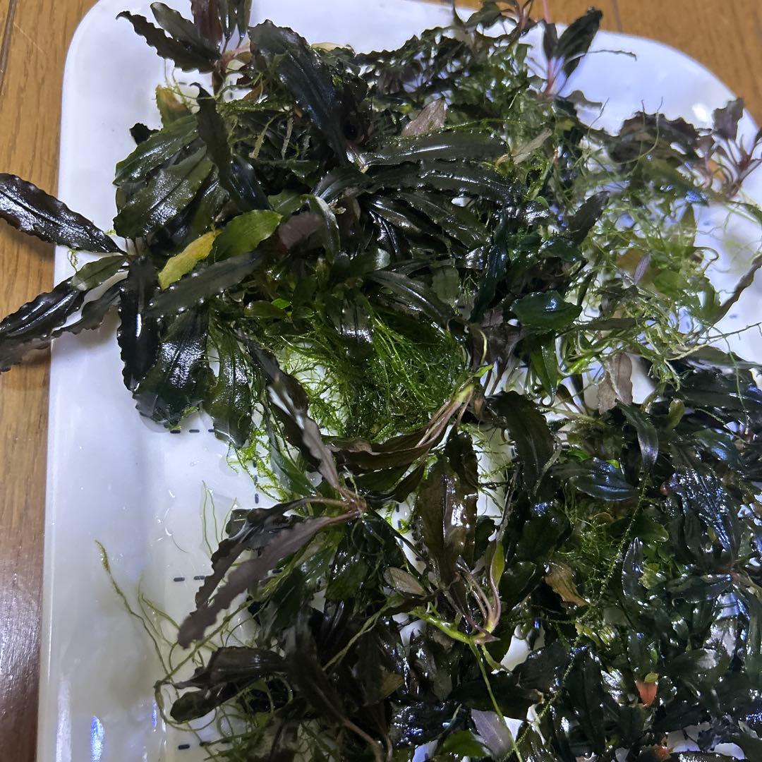 み*！様 ブセファランドラ（斑入り株）Bucephalandra Pipto と み*！様