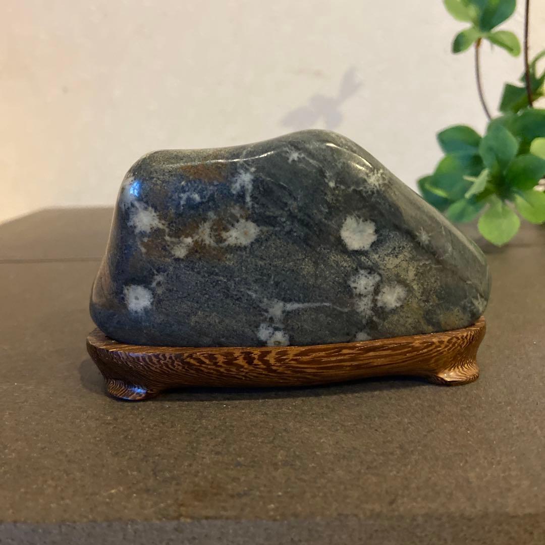 菊花石 ☆ 鑑賞石 水石 盆栽