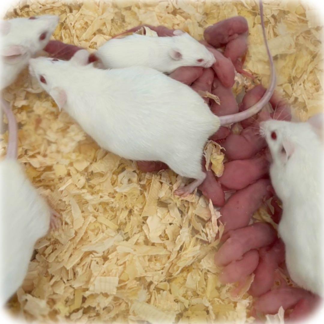 冷凍マウス アダルトM50匹 ※日時指定希望の方は必ず説明欄をお読み