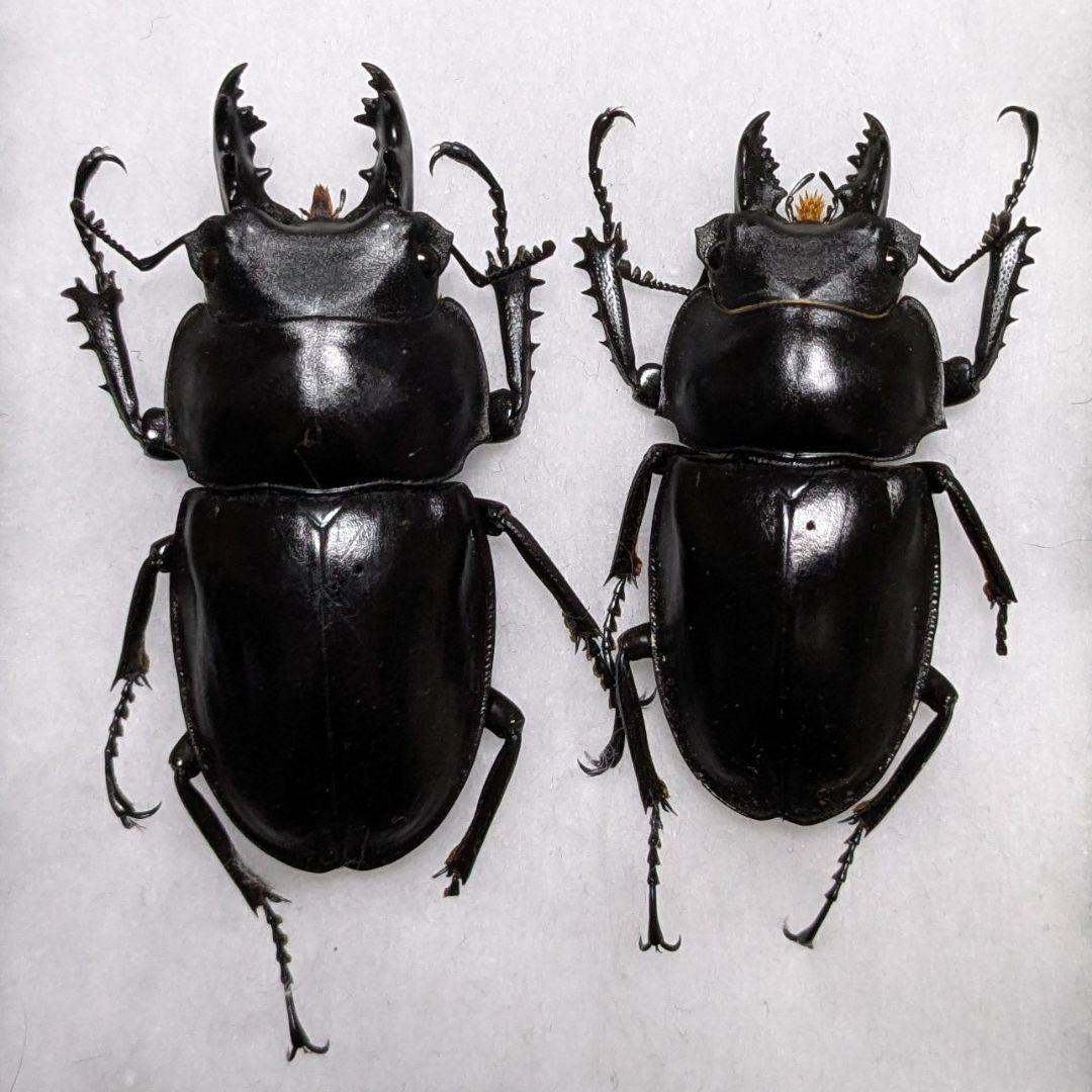 パルナシウス 蝶標本 オオアカボシウスバ