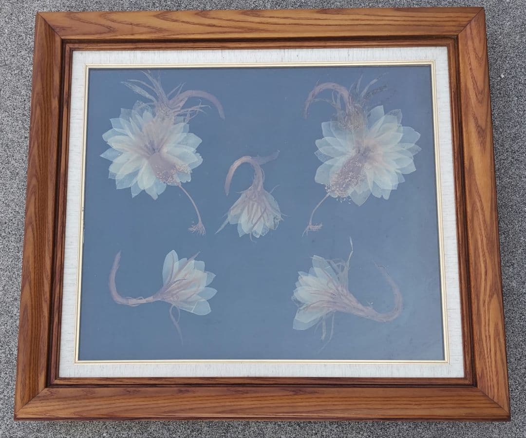 月下美人 押し花 額縁入り 押し花アート 汚れあり 月下美人 押し花