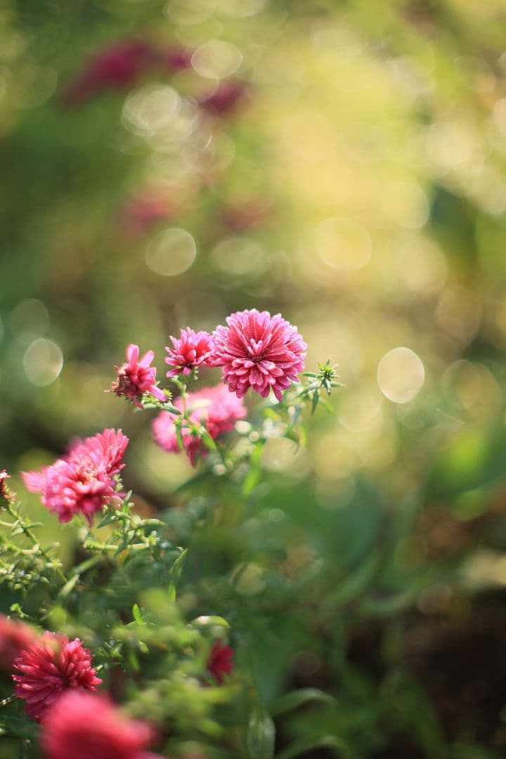 《希少》YASHICA AUTO YASHINON DS-M 50mm F1.4