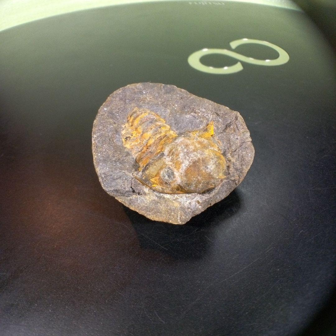 三葉虫 化石 fossil ボリビア trilobite 三葉虫綱 三葉虫管理⑨
