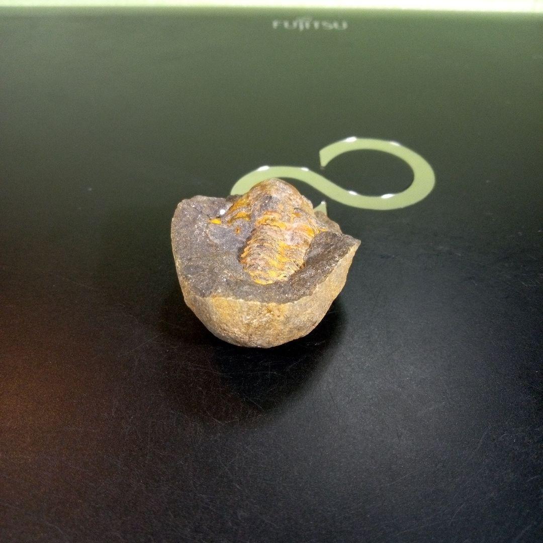 三葉虫 化石 fossil ボリビア trilobite 三葉虫綱 三葉虫管理⑨