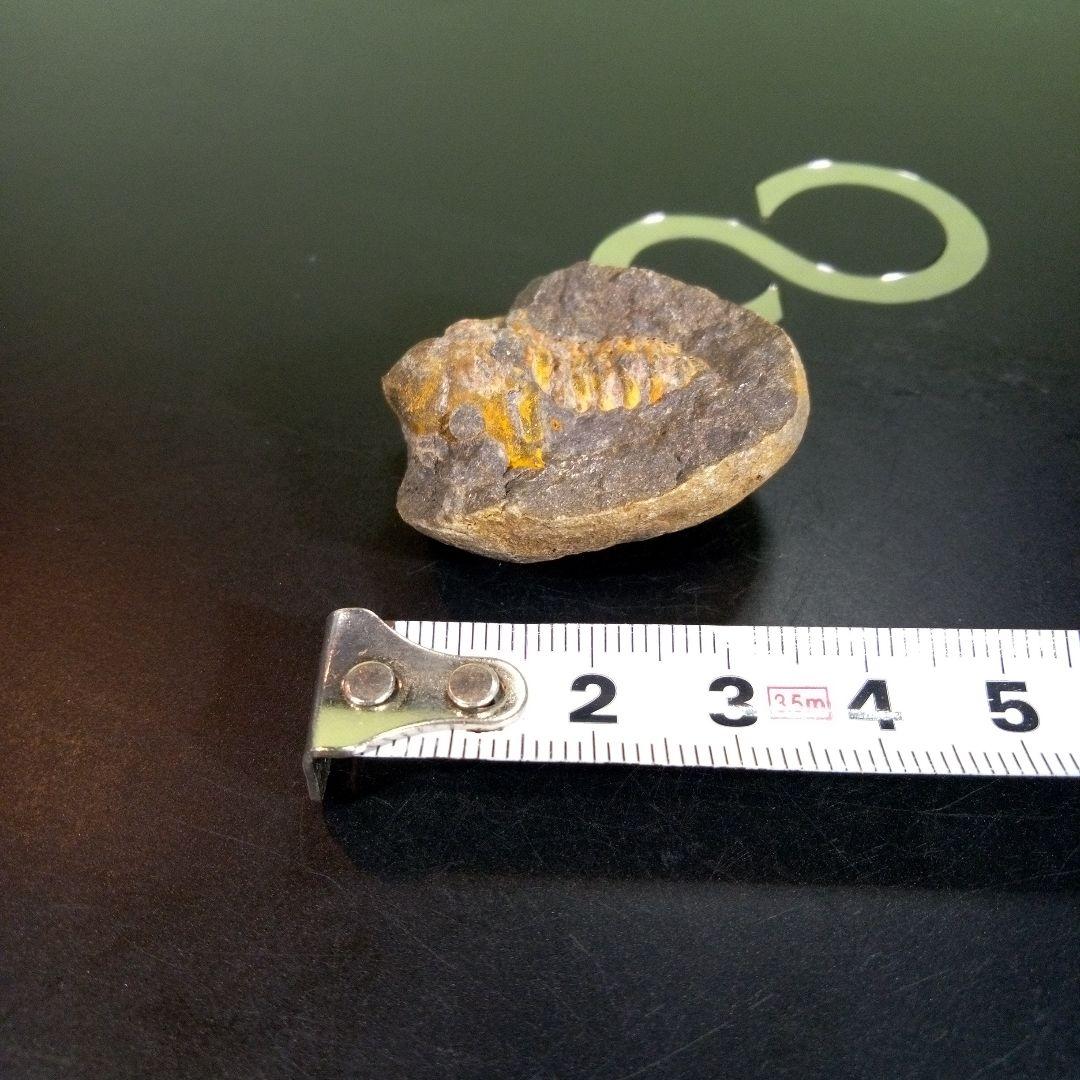 三葉虫 化石 fossil ボリビア trilobite 三葉虫綱 三葉虫管理⑨