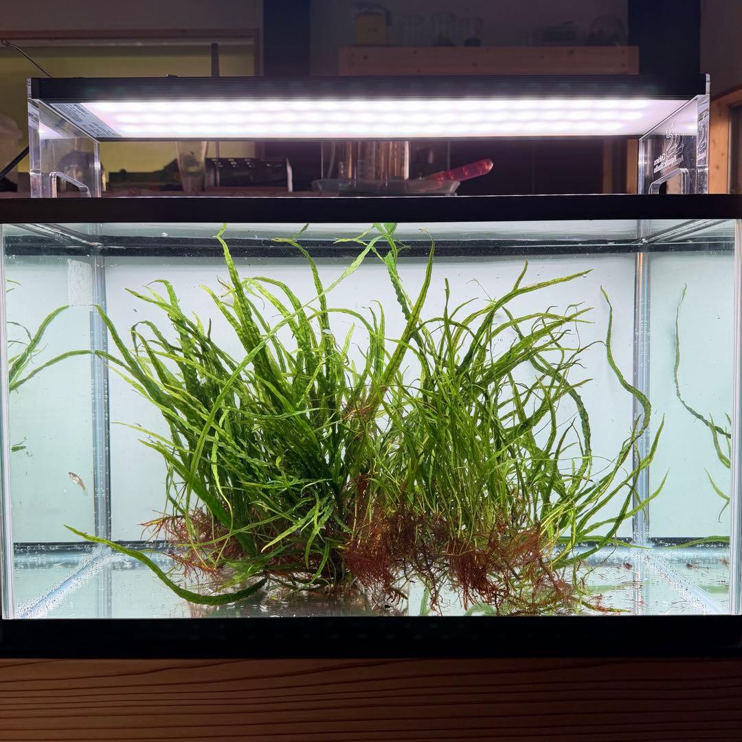 ミクロソリウム 本ナロー ー株大盛(水中葉)(無農薬)