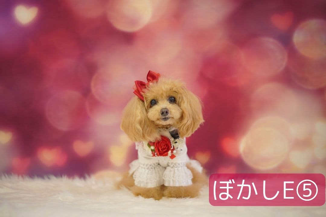 背景布【ハートN】サンプル ペット撮影用フォトブース バレンタイン