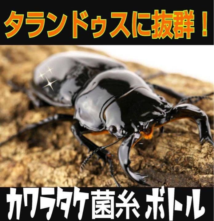 極上！カワラタケ菌糸瓶【7本】特殊アミノ酸強化配合！タランドゥス