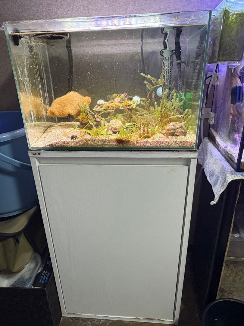 45cm海水水槽セット 生体付き 引き取り限定 値引き交渉可