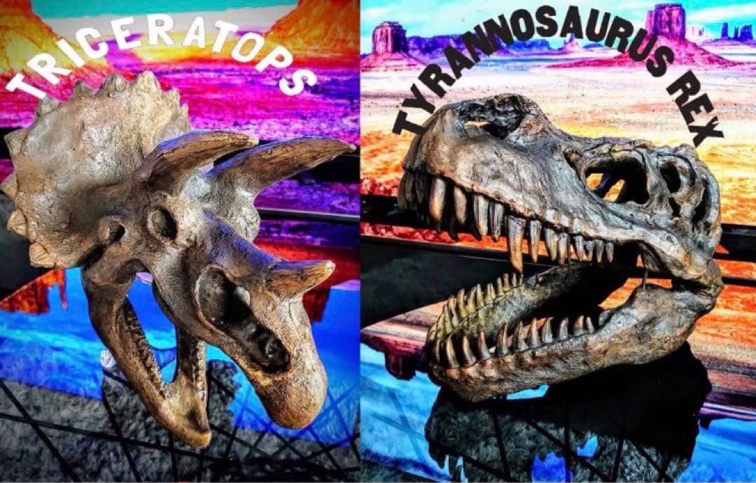 DINOWORLD】ティラノサウルス 頭骨 化石 ジュラシックパーク お得な2
