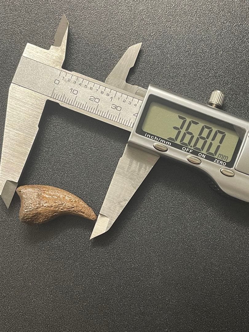 アンズ 爪化石 化石 地獄の鶏