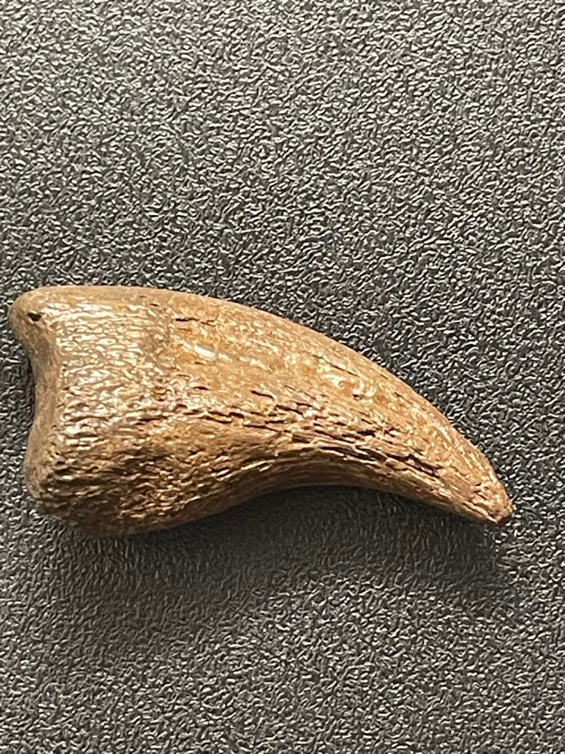 アンズ 爪化石 化石 地獄の鶏