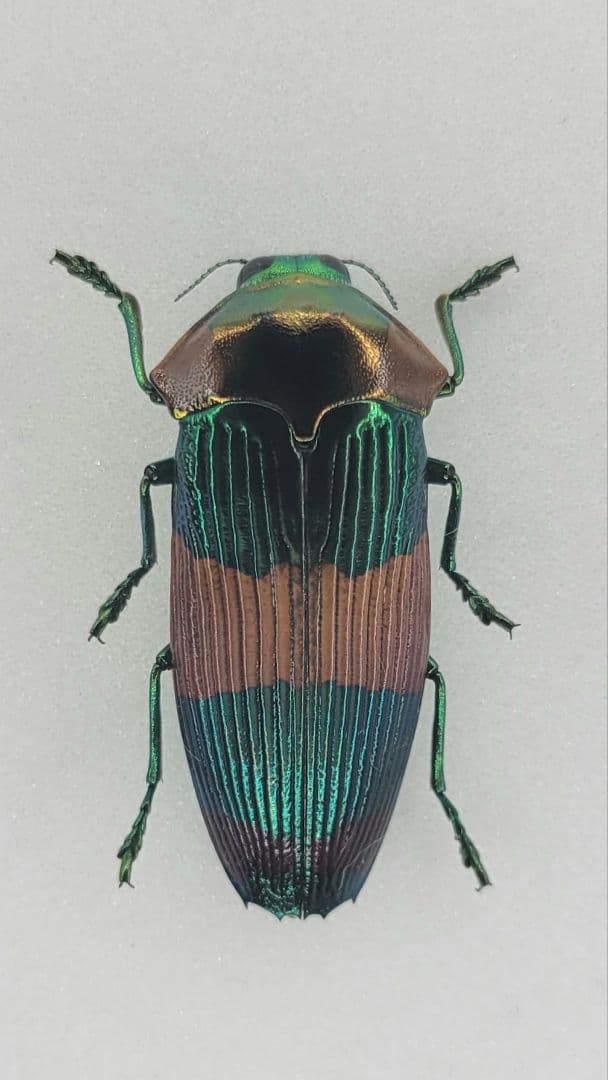 に*ー様 希少 A1 ムカシタマムシ Calodema suhandae 標本｜に*ー様