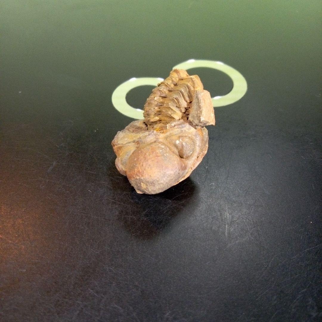 三葉虫化石fossilボリビア産レアFossil判別⑧