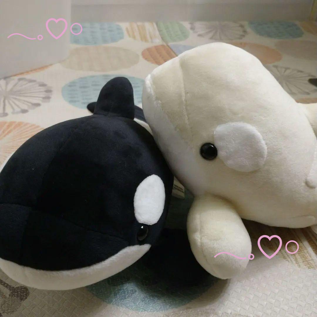 名古屋港水族館 特賞の黒と3等の白セット シャチ 名古屋港水族館