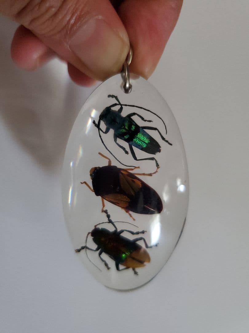 インドネシア産 カミキリムシ キーホルダー 6点セット - メルカリ